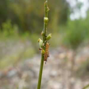 Orgyia anartoides at Vincentia, NSW - 7 Feb 2024