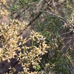 Diptera (order) at Undefined Area - 8 Mar 2024 11:03 AM