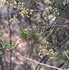 Araneae (order) at Stirling Park (STP) - 8 Mar 2024