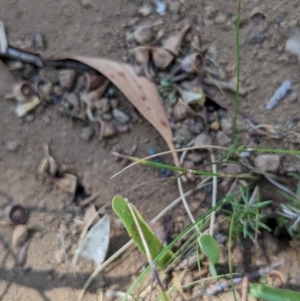 Myrmecia sp., pilosula-group at Alpine Shire - 8 Mar 2024