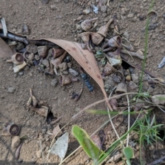 Myrmecia sp., pilosula-group at Alpine Shire - 8 Mar 2024