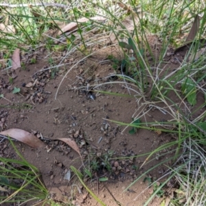 Myrmecia sp., pilosula-group at Alpine Shire - 8 Mar 2024