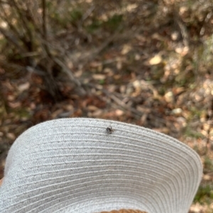 Araneae (order) at Undefined Area - 8 Mar 2024 11:08 AM