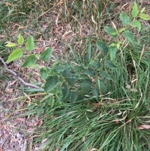 Celtis australis at Mount Majura - 8 Mar 2024 08:20 AM