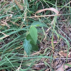 Celtis australis at Mount Majura - 8 Mar 2024 08:20 AM