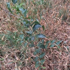 Celtis australis at Mount Majura - 8 Mar 2024