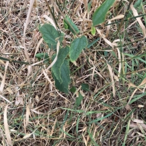 Celtis australis at Mount Majura - 8 Mar 2024