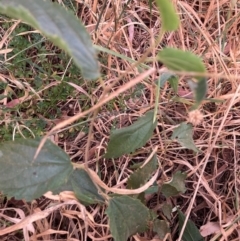 Celtis australis at Mount Majura - 8 Mar 2024