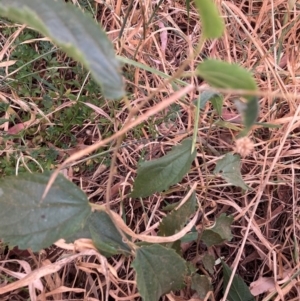 Celtis australis at Mount Majura - 8 Mar 2024