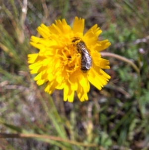 Lasioglossum (Chilalictus) sp. (genus & subgenus) at Franklin Grassland (FRA_5) - 1 Feb 2024 11:23 AM