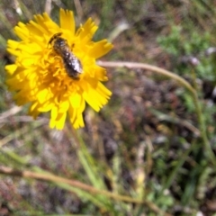 Lasioglossum (Chilalictus) sp. (genus & subgenus) at Franklin Grassland (FRA_5) - 1 Feb 2024 11:23 AM