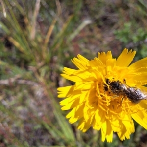 Lasioglossum (Chilalictus) sp. (genus & subgenus) at Franklin Grassland (FRA_5) - 1 Feb 2024