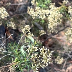 Diptera (order) (Fly - Unidentified) at Stirling Park (STP) - 8 Mar 2024 by moniquel