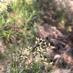 Geron sp. (genus) at Stirling Park (STP) - 8 Mar 2024