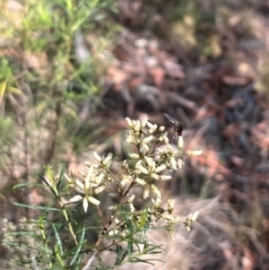 Geron sp. (genus) at Stirling Park (STP) - 8 Mar 2024