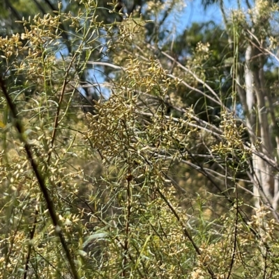 Coccinellidae (family) (Unidentified lady beetle) at Yarralumla, ACT - 8 Mar 2024 by moniquel