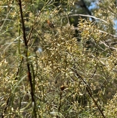 Coccinellidae (family) at Stirling Park (STP) - 8 Mar 2024