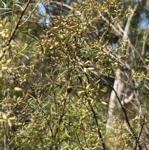 Coccinellidae (family) at Stirling Park (STP) - 8 Mar 2024