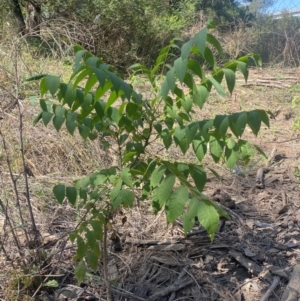 Juglans nigra at Molonglo River Reserve - 8 Mar 2024