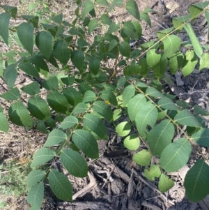 Juglans nigra at Molonglo River Reserve - 8 Mar 2024 11:13 AM