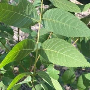 Juglans nigra at Molonglo River Reserve - 8 Mar 2024