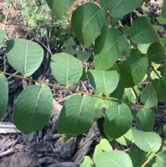 Juglans nigra at Molonglo River Reserve - 8 Mar 2024 11:13 AM