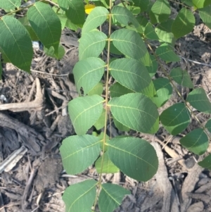 Juglans nigra at Molonglo River Reserve - 8 Mar 2024