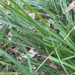 Nassella neesiana (Chilean Needlegrass) at Hackett, ACT - 6 Mar 2024 by waltraud