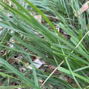 Nassella neesiana at Mount Majura - 7 Mar 2024