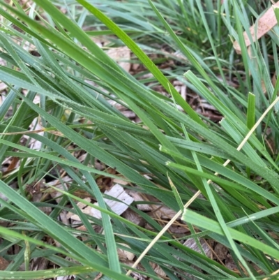 Nassella neesiana (Chilean Needlegrass) at Hackett, ACT - 6 Mar 2024 by waltraud