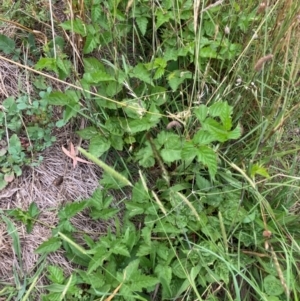 Rubus anglocandicans at Mount Majura - 8 Mar 2024 08:45 AM