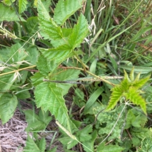 Rubus anglocandicans at Mount Majura - 8 Mar 2024 08:45 AM