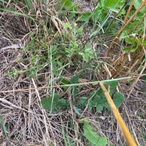 Rubus anglocandicans at Mount Majura - 8 Mar 2024 08:45 AM