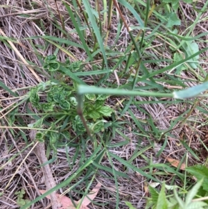 Rubus anglocandicans at Mount Majura - 8 Mar 2024 08:45 AM