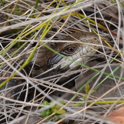 Tiliqua scincoides scincoides (Eastern Blue-tongue) at Vincentia, NSW - 7 Feb 2024 by RobG1