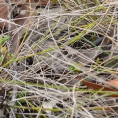 Tiliqua scincoides scincoides at Vincentia, NSW - 7 Feb 2024