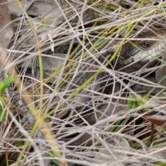 Tiliqua scincoides scincoides at Vincentia, NSW - 7 Feb 2024