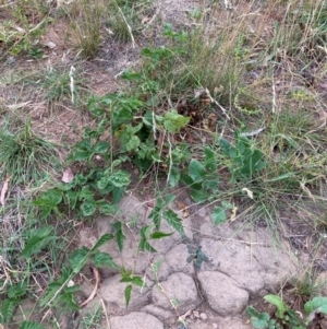 Rubus anglocandicans at Mount Majura - 8 Mar 2024 08:44 AM