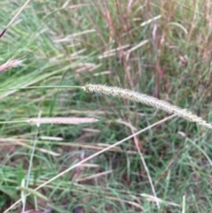 Setaria parviflora (Slender Pigeon Grass) at Hackett, ACT - 7 Mar 2024 by waltraud