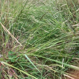 Setaria parviflora at Mount Majura - 8 Mar 2024