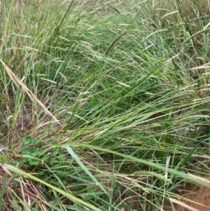 Setaria parviflora at Mount Majura - 8 Mar 2024 08:43 AM