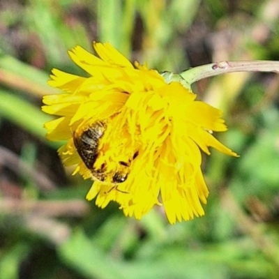 Lasioglossum (Chilalictus) sp. (genus & subgenus) (Halictid bee) at Harrison, ACT - 1 Feb 2024 by JenniM