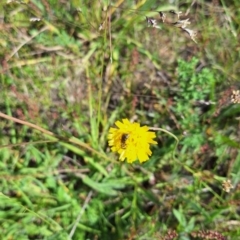 Lasioglossum (Chilalictus) sp. (genus & subgenus) at Franklin Grassland (FRA_5) - 1 Feb 2024 11:23 AM