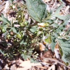 Solanum nigrum (Black Nightshade) at Justice Robert Hope Reserve (JRH) - 5 Mar 2024 by abread111