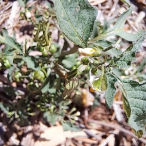 Solanum nigrum at Justice Robert Hope Reserve (JRH) - 5 Mar 2024