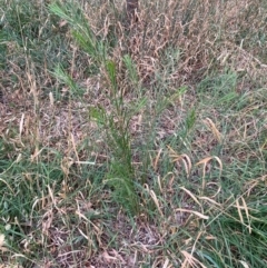 Acacia sp. (A Wattle) at Hackett, ACT - 7 Mar 2024 by waltraud