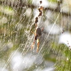 Nephila plumipes at Thirlmere, NSW - 5 Mar 2024 by Curiosity