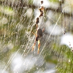 Trichonephila edulis (Golden orb weaver) at Thirlmere Lakes National Park - 6 Mar 2024 by Curiosity