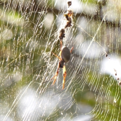 Trichonephila edulis (Golden orb weaver) at Thirlmere Lakes National Park - 6 Mar 2024 by Curiosity