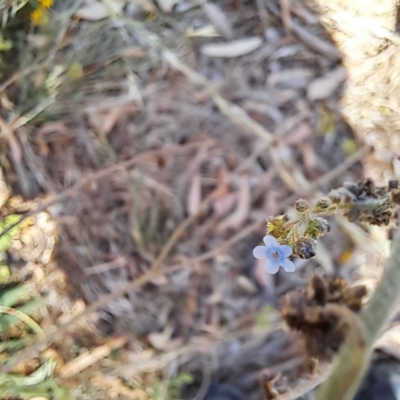 Cynoglossum australe (Australian Forget-me-not) at Justice Robert Hope Reserve (JRH) - 5 Mar 2024 by abread111